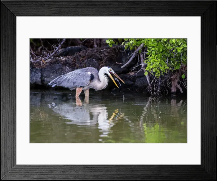 Framed Print : Adult great blue heron (Ardea herodias cognata) feeding on green sea turtle hatchlings, Galapagos Islands, UNESCO World Heritage Site, Ecuador, South America Framed Print : Adult great blue heron (Ardea herodias cognata) feeding on green sea turtle hatchlings, Galapagos Islands, UNESCO World Heritage Site, Ecuador, South America