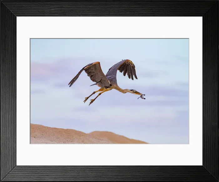 Framed Print : Adult great blue heron (Ardea herodias cognata) feeding on green sea turtle hatchlings, Galapagos Islands, UNESCO World Heritage Site, Ecuador, South America Framed Print : Adult great blue heron (Ardea herodias cognata) feeding on green sea turtle hatchlings, Galapagos Islands, UNESCO World Heritage Site, Ecuador, South America