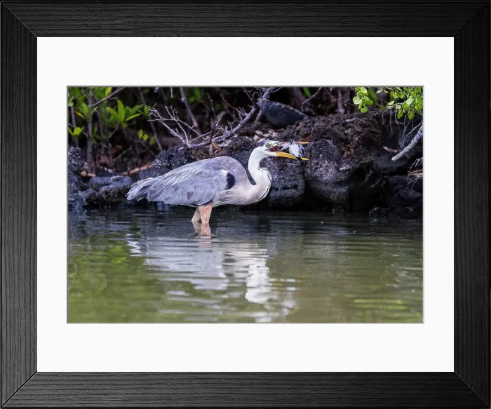 Framed Print : Adult great blue heron (Ardea herodias cognata) feeding on green sea turtle hatchlings, Galapagos Islands, UNESCO World Heritage Site, Ecuador, South America Framed Print : Adult great blue heron (Ardea herodias cognata) feeding on green sea turtle hatchlings, Galapagos Islands, UNESCO World Heritage Site, Ecuador, South America