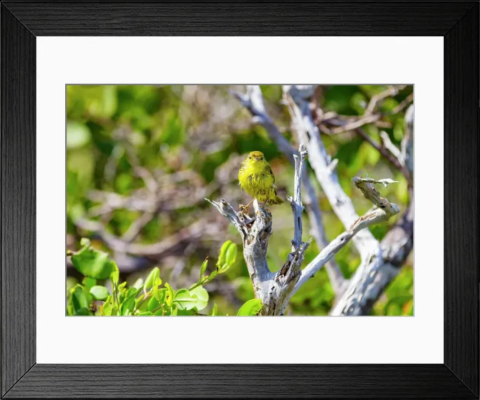 Framed Print : Adult yellow warbler (Dendroica petechia aureola) in the Galapagos Island Archipelago, UNESCO World Heritage Site, Ecuador, South America Framed Print : Adult yellow warbler (Dendroica petechia aureola) in the Galapagos Island Archipelago, UNESCO World Heritage Site, Ecuador, South America