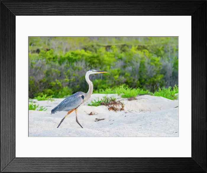Framed Print : Adult great blue heron (Ardea herodias cognata) hunting for green sea turtle hatchlings in the Galapagos Islands, UNESCO World Heritage Site, Ecuador, South America Framed Print : Adult great blue heron (Ardea herodias cognata) hunting for green sea turtle hatchlings in the Galapagos Islands, UNESCO World Heritage Site, Ecuador, South America