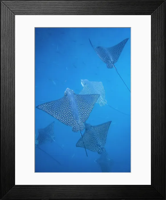 Framed Print : Spotted eagle rays (Aetobatus narinari) underwater at Leon Dormido Island off San Cristobal Island, Galapagos, UNESCO World Heritage Site, Ecuador, South America Framed Print : Spotted eagle rays (Aetobatus narinari) underwater at Leon Dormido Island off San Cristobal Island, Galapagos, UNESCO World Heritage Site, Ecuador, South America