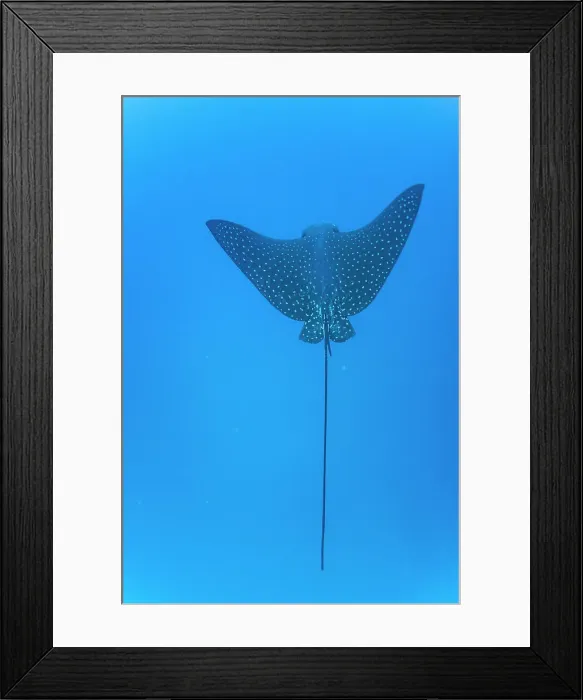 Framed Print : Spotted eagle ray (Aetobatus narinari) underwater at Leon Dormido Island off San Cristobal Island, Galapagos, UNESCO World Heritage Site, Ecuador, South America Framed Print : Spotted eagle ray (Aetobatus narinari) underwater at Leon Dormido Island off San Cristobal Island, Galapagos, UNESCO World Heritage Site, Ecuador, South America