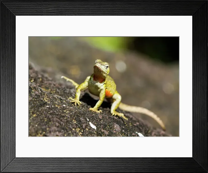 Framed Print : Lava lizard (Microlophus spp) in the Galapagos Islands Archipelago, UNESCO World Heritage Site, Ecuador, South America Framed Print : Lava lizard (Microlophus spp) in the Galapagos Islands Archipelago, UNESCO World Heritage Site, Ecuador, South America