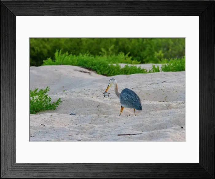 Framed Print : Adult great blue heron (Ardea herodias cognata) feeding on green sea turtle hatchlings, Galapagos Islands, UNESCO World Heritage Site, Ecuador, South America Framed Print : Adult great blue heron (Ardea herodias cognata) feeding on green sea turtle hatchlings, Galapagos Islands, UNESCO World Heritage Site, Ecuador, South America
