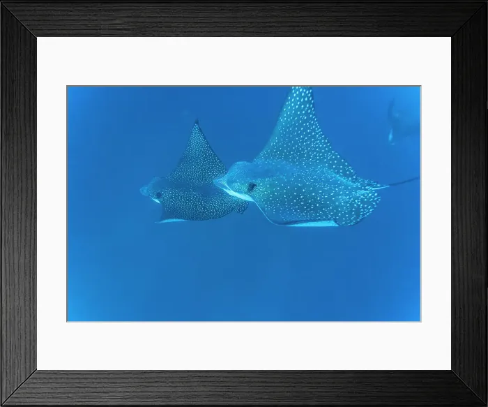 Framed Print : Spotted eagle rays (Aetobatus narinari) underwater at Leon Dormido Island off San Cristobal Island, Galapagos, UNESCO World Heritage Site, Ecuador, South America Framed Print : Spotted eagle rays (Aetobatus narinari) underwater at Leon Dormido Island off San Cristobal Island, Galapagos, UNESCO World Heritage Site, Ecuador, South America