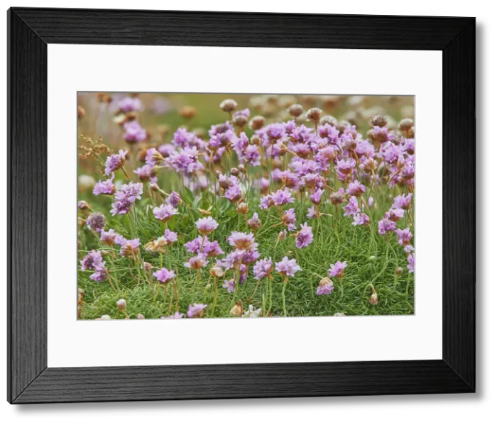 Framed Print : Thrift (Sea Pink) (Armeria maritima), a coastal flower in bloom in July, on Skomer Island, off the coast of Pembrokeshire, Wales, United Kingdom, Europe Framed Print : Thrift (Sea Pink) (Armeria maritima), a coastal flower in bloom in July, on Skomer Island, off the coast of Pembrokeshire, Wales, United Kingdom, Europe