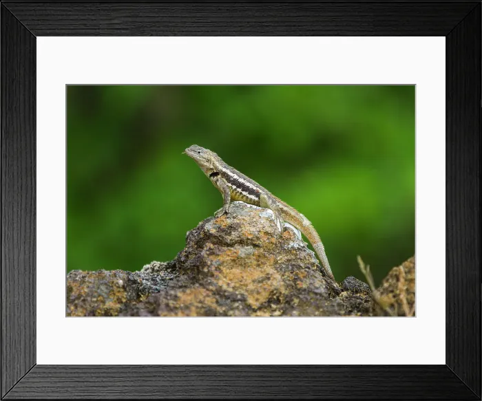 Framed Print : Lava lizard (Microlophus spp) in the Galapagos Islands Archipelago, UNESCO World Heritage Site, Ecuador, South America Framed Print : Lava lizard (Microlophus spp) in the Galapagos Islands Archipelago, UNESCO World Heritage Site, Ecuador, South America
