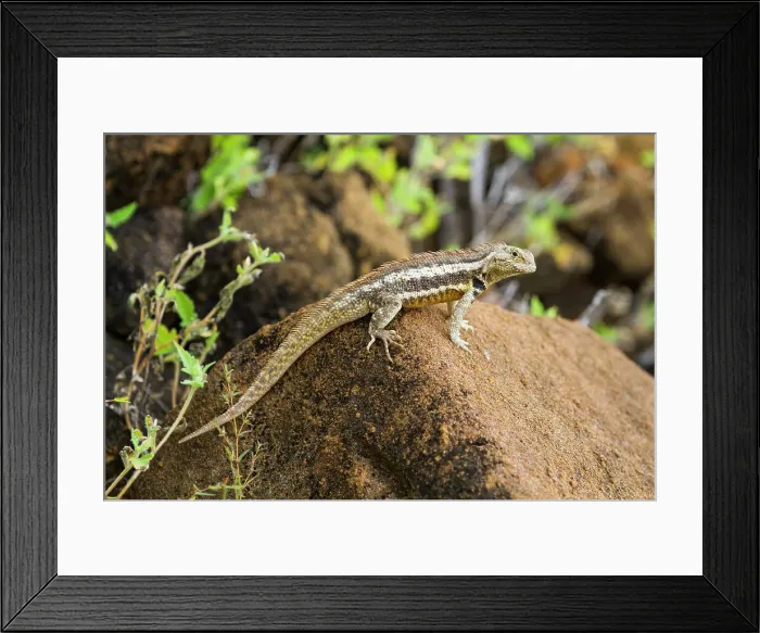 Framed Print : Lava lizard (Microlophus spp) in the Galapagos Islands Archipelago, UNESCO World Heritage Site, Ecuador, South America Framed Print : Lava lizard (Microlophus spp) in the Galapagos Islands Archipelago, UNESCO World Heritage Site, Ecuador, South America