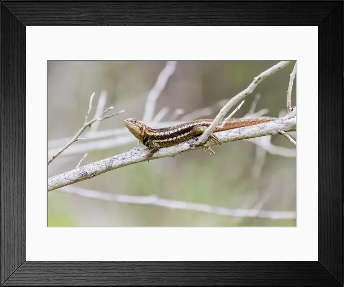 Framed Print : Lava lizard (Microlophus spp) in the Galapagos Islands Archipelago, UNESCO World Heritage Site, Ecuador, South America Framed Print : Lava lizard (Microlophus spp) in the Galapagos Islands Archipelago, UNESCO World Heritage Site, Ecuador, South America