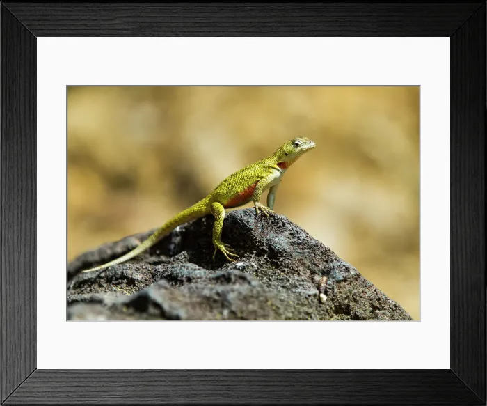 Framed Print : Lava lizard (Microlophus spp) in the Galapagos Islands Archipelago, UNESCO World Heritage Site, Ecuador, South America Framed Print : Lava lizard (Microlophus spp) in the Galapagos Islands Archipelago, UNESCO World Heritage Site, Ecuador, South America