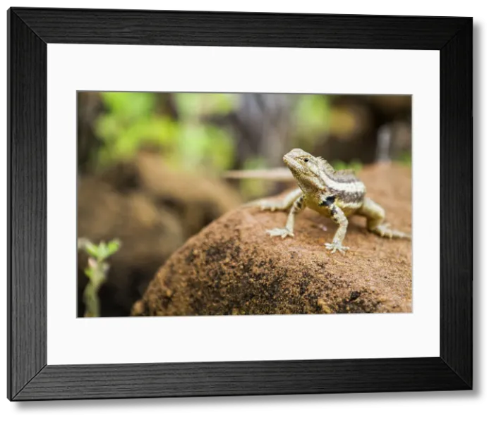 Framed Print : Lava lizard (Microlophus spp) in the Galapagos Islands Archipelago, UNESCO World Heritage Site, Ecuador, South America Framed Print : Lava lizard (Microlophus spp) in the Galapagos Islands Archipelago, UNESCO World Heritage Site, Ecuador, South America