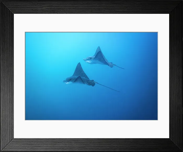 Framed Print : Spotted eagle rays (Aetobatus narinari) underwater at Leon Dormido Island off San Cristobal Island, Galapagos, UNESCO World Heritage Site, Ecuador, South America Framed Print : Spotted eagle rays (Aetobatus narinari) underwater at Leon Dormido Island off San Cristobal Island, Galapagos, UNESCO World Heritage Site, Ecuador, South America