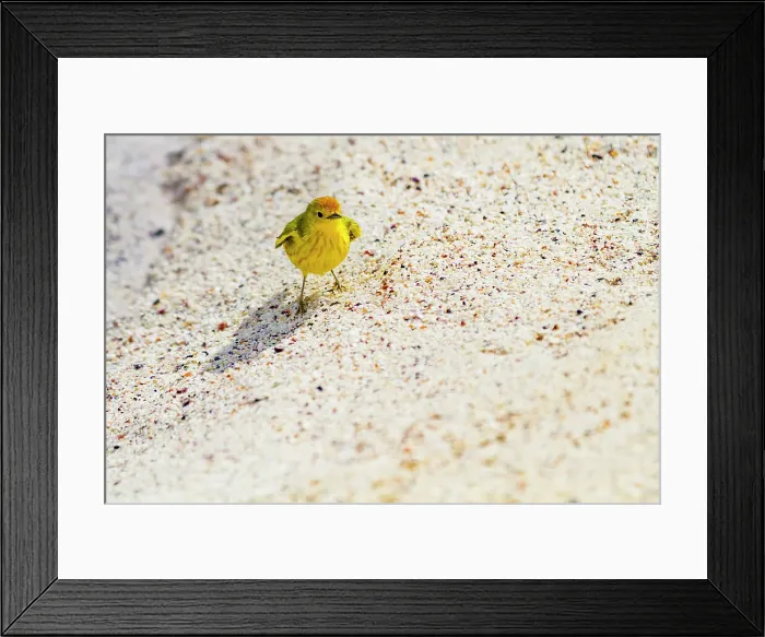 Framed Print : Adult yellow warbler (Dendroica petechia aureola) in the Galapagos Island Archipelago, UNESCO World Heritage Site, Ecuador, South America Framed Print : Adult yellow warbler (Dendroica petechia aureola) in the Galapagos Island Archipelago, UNESCO World Heritage Site, Ecuador, South America