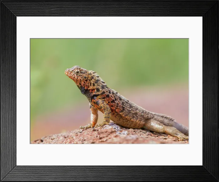 Framed Print : Lava lizard (Microlophus spp) in the Galapagos Islands Archipelago, UNESCO World Heritage Site, Ecuador, South America Framed Print : Lava lizard (Microlophus spp) in the Galapagos Islands Archipelago, UNESCO World Heritage Site, Ecuador, South America