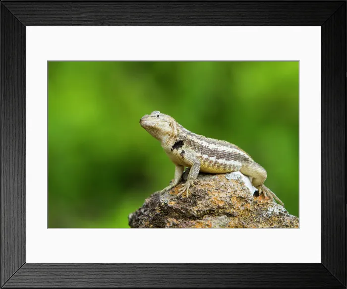 Framed Print : Lava lizard (Microlophus spp) in the Galapagos Islands Archipelago, UNESCO World Heritage Site, Ecuador, South America Framed Print : Lava lizard (Microlophus spp) in the Galapagos Islands Archipelago, UNESCO World Heritage Site, Ecuador, South America