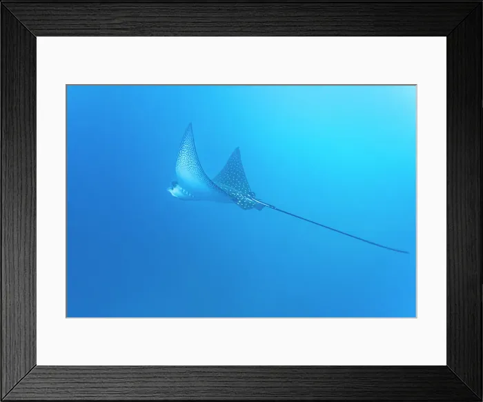 Framed Print : Spotted eagle ray (Aetobatus narinari) underwater at Leon Dormido Island off San Cristobal Island, Galapagos, UNESCO World Heritage Site, Ecuador, South America Framed Print : Spotted eagle ray (Aetobatus narinari) underwater at Leon Dormido Island off San Cristobal Island, Galapagos, UNESCO World Heritage Site, Ecuador, South America