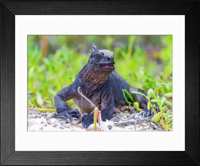 Framed Print : The endemic Galapagos marine iguana (Amblyrhynchus cristatus) in the Galapagos Island Archipelago, UNESCO World Heritage Site, Ecuador, South America