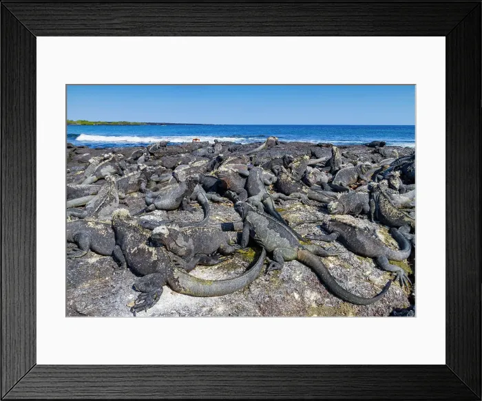 Framed Print : The endemic Galapagos marine iguana (Amblyrhynchus cristatus) in the Galapagos Island Archipelago, UNESCO World Heritage Site, Ecuador, South America Framed Print : The endemic Galapagos marine iguana (Amblyrhynchus cristatus) in the Galapagos Island Archipelago, UNESCO World Heritage Site, Ecuador, South America