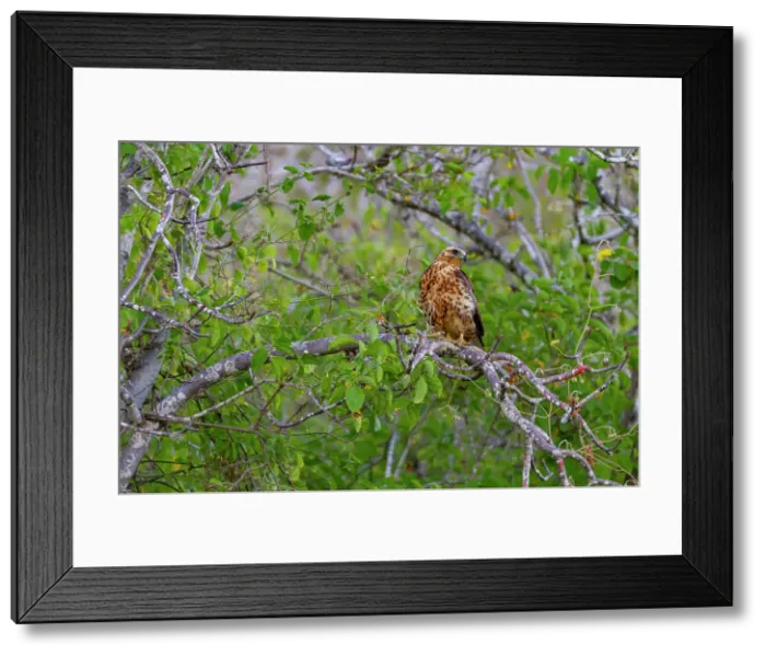 Framed Print : Juvenile Galapagos hawk (Buteo galapagoensis) in the Galapagos Island Archipelago, UNESCO World Heritage Site, Ecuador, South America Framed Print : Juvenile Galapagos hawk (Buteo galapagoensis) in the Galapagos Island Archipelago, UNESCO World Heritage Site, Ecuador, South America