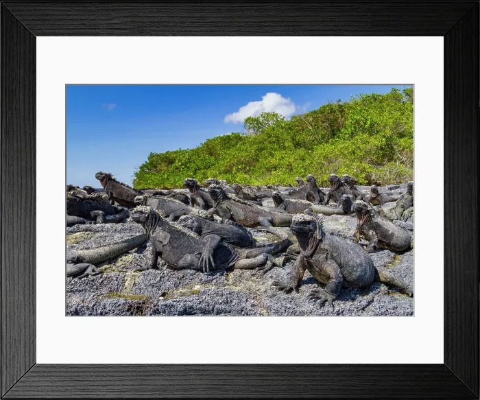 Framed Print : The endemic Galapagos marine iguana (Amblyrhynchus cristatus) in the Galapagos Island Archipelago, UNESCO World Heritage Site, Ecuador, South America