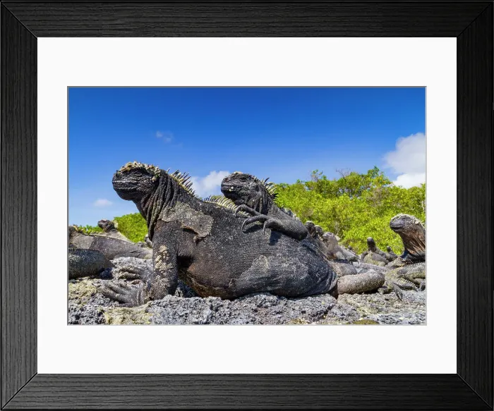 Framed Print : The endemic Galapagos marine iguana (Amblyrhynchus cristatus) in the Galapagos Island Archipelago, UNESCO World Heritage Site, Ecuador, South America Framed Print : The endemic Galapagos marine iguana (Amblyrhynchus cristatus) in the Galapagos Island Archipelago, UNESCO World Heritage Site, Ecuador, South America