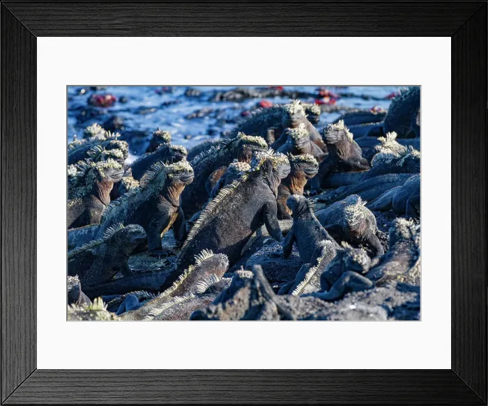 Framed Print : The endemic Galapagos marine iguana (Amblyrhynchus cristatus) in the Galapagos Island Archipelago, UNESCO World Heritage Site, Ecuador, South America Framed Print : The endemic Galapagos marine iguana (Amblyrhynchus cristatus) in the Galapagos Island Archipelago, UNESCO World Heritage Site, Ecuador, South America