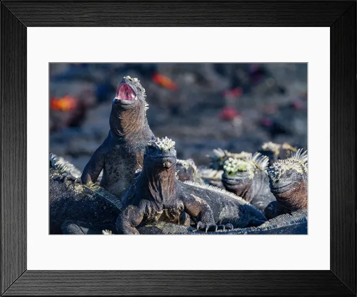 Framed Print : The endemic Galapagos marine iguana (Amblyrhynchus cristatus) in the Galapagos Island Archipelago, UNESCO World Heritage Site, Ecuador, South America Framed Print : The endemic Galapagos marine iguana (Amblyrhynchus cristatus) in the Galapagos Island Archipelago, UNESCO World Heritage Site, Ecuador, South America