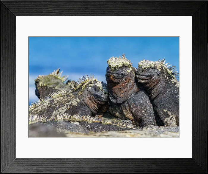Framed Print : The endemic Galapagos marine iguana (Amblyrhynchus cristatus) in the Galapagos Island Archipelago, UNESCO World Heritage Site, Ecuador, South America Framed Print : The endemic Galapagos marine iguana (Amblyrhynchus cristatus) in the Galapagos Island Archipelago, UNESCO World Heritage Site, Ecuador, South America
