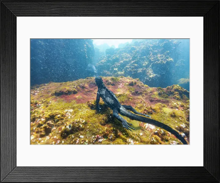 Framed Print : The endemic Galapagos marine iguana (Amblyrhynchus cristatus) feeding underwater in the Galapagos, UNESCO World Heritage Site, Ecuador, South America Framed Print : The endemic Galapagos marine iguana (Amblyrhynchus cristatus) feeding underwater in the Galapagos, UNESCO World Heritage Site, Ecuador, South America