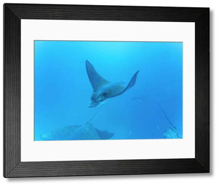 Framed Print : Spotted eagle rays (Aetobatus narinari) underwater at Leon Dormido Island off San Cristobal Island, Galapagos, UNESCO World Heritage Site, Ecuador, South America Framed Print : Spotted eagle rays (Aetobatus narinari) underwater at Leon Dormido Island off San Cristobal Island, Galapagos, UNESCO World Heritage Site, Ecuador, South America