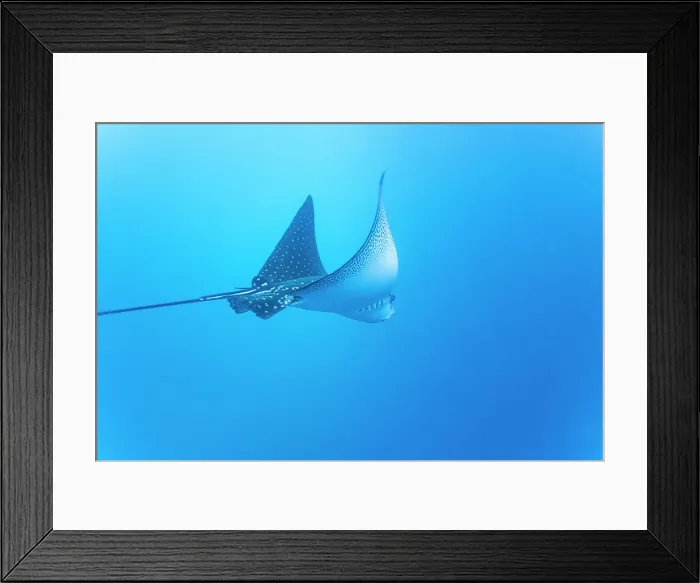 Framed Print : Spotted eagle ray (Aetobatus narinari) underwater at Leon Dormido Island off San Cristobal Island, Galapagos, UNESCO World Heritage Site, Ecuador, South America Framed Print : Spotted eagle ray (Aetobatus narinari) underwater at Leon Dormido Island off San Cristobal Island, Galapagos, UNESCO World Heritage Site, Ecuador, South America