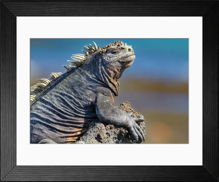 Framed Print : The endemic Galapagos marine iguana (Amblyrhynchus cristatus) in the Galapagos Island Archipelago, UNESCO World Heritage Site, Ecuador, South America Framed Print : The endemic Galapagos marine iguana (Amblyrhynchus cristatus) in the Galapagos Island Archipelago, UNESCO World Heritage Site, Ecuador, South America