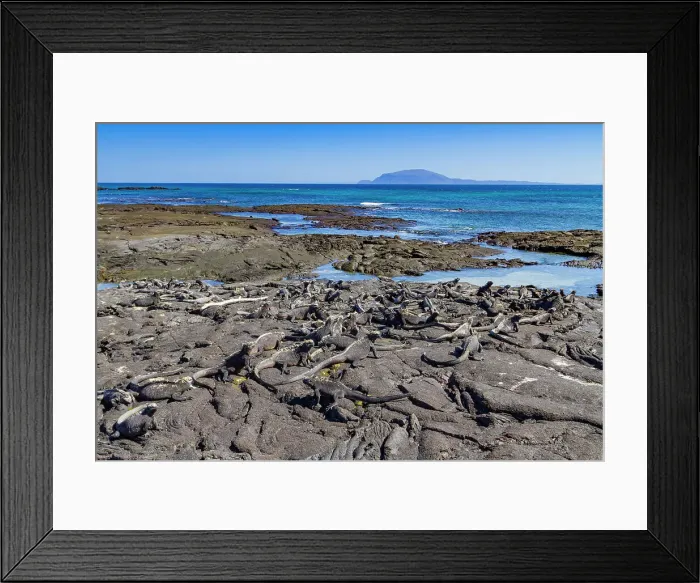 Framed Print : The endemic Galapagos marine iguana (Amblyrhynchus cristatus) in the Galapagos Island Archipelago, UNESCO World Heritage Site, Ecuador, South America Framed Print : The endemic Galapagos marine iguana (Amblyrhynchus cristatus) in the Galapagos Island Archipelago, UNESCO World Heritage Site, Ecuador, South America