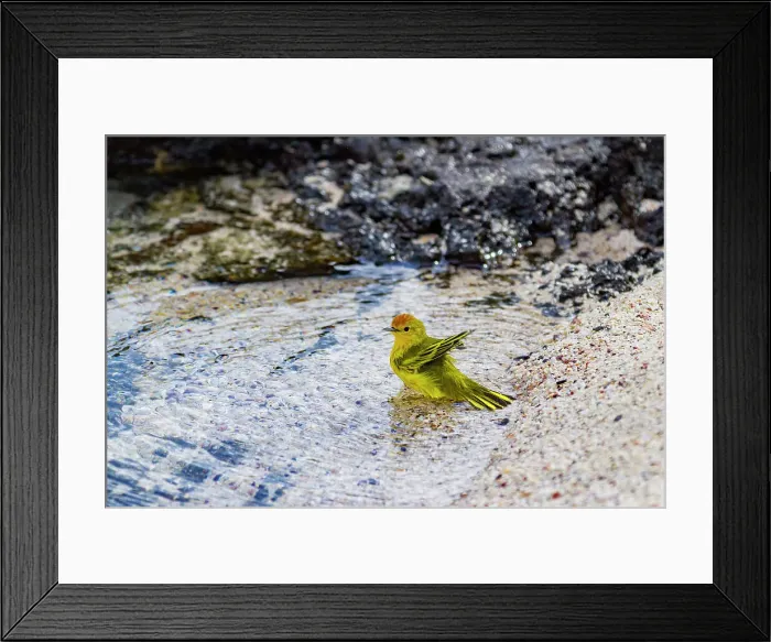 Framed Print : Adult yellow warbler (Dendroica petechia aureola) in the Galapagos Island Archipelago, UNESCO World Heritage Site, Ecuador, South America Framed Print : Adult yellow warbler (Dendroica petechia aureola) in the Galapagos Island Archipelago, UNESCO World Heritage Site, Ecuador, South America