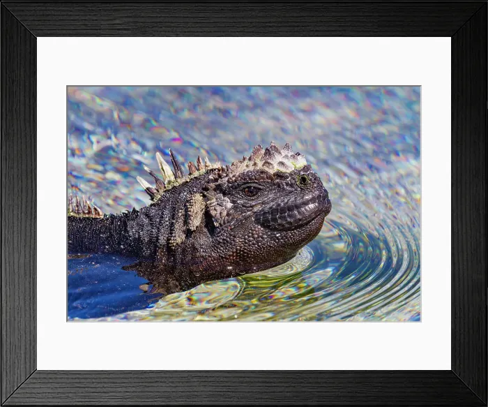 Framed Print : The endemic Galapagos marine iguana (Amblyrhynchus cristatus) swimming in the Galapagos Islands, UNESCO World Heritage Site, Ecuador, South America Framed Print : The endemic Galapagos marine iguana (Amblyrhynchus cristatus) swimming in the Galapagos Islands, UNESCO World Heritage Site, Ecuador, South America