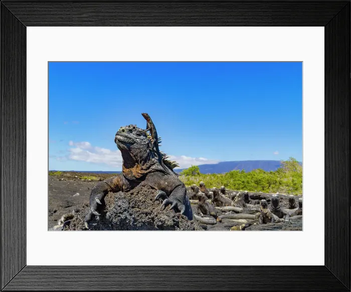 Framed Print : The endemic Galapagos marine iguana (Amblyrhynchus cristatus) with a lava lizard on top of its head, UNESCO World Heritage Site, Ecuador, South America Framed Print : The endemic Galapagos marine iguana (Amblyrhynchus cristatus) with a lava lizard on top of its head, UNESCO World Heritage Site, Ecuador, South America