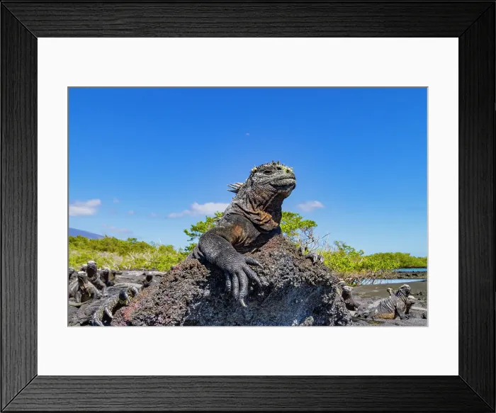 Framed Print : The endemic Galapagos marine iguana (Amblyrhynchus cristatus) in the Galapagos Island Archipelago, UNESCO World Heritage Site, Ecuador, South America Framed Print : The endemic Galapagos marine iguana (Amblyrhynchus cristatus) in the Galapagos Island Archipelago, UNESCO World Heritage Site, Ecuador, South America