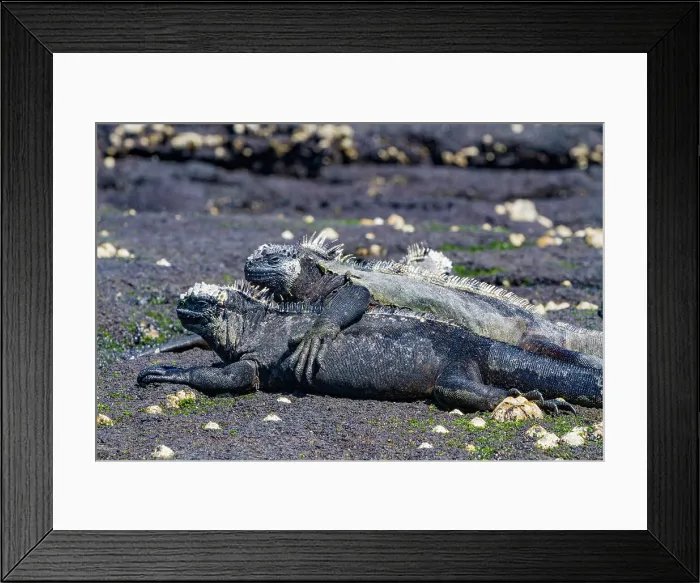 Framed Print : The endemic Galapagos marine iguana (Amblyrhynchus cristatus) in the Galapagos Island Archipelago, UNESCO World Heritage Site, Ecuador, South America Framed Print : The endemic Galapagos marine iguana (Amblyrhynchus cristatus) in the Galapagos Island Archipelago, UNESCO World Heritage Site, Ecuador, South America