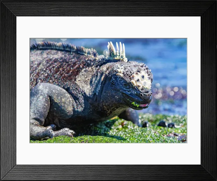 Framed Print : The endemic Galapagos marine iguana (Amblyrhynchus cristatus) feeding on algae at low tide in the Galapagos, UNESCO World Heritage Site, Ecuador, South America Framed Print : The endemic Galapagos marine iguana (Amblyrhynchus cristatus) feeding on algae at low tide in the Galapagos, UNESCO World Heritage Site, Ecuador, South America
