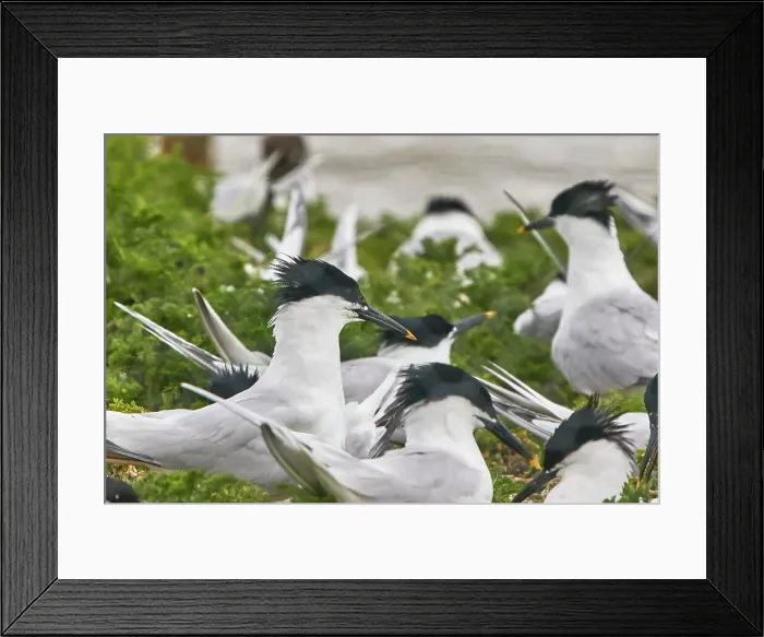 Framed Print : Sandwich Terns (Sterna sandivicensis), in their breeding colony in June, on Brownsea Island, a nature reserve in Poole Harbour, Dorset, England, United Kingdom, Europe Framed Print : Sandwich Terns (Sterna sandivicensis), in their breeding colony in June, on Brownsea Island, a nature reserve in Poole Harbour, Dorset, England, United Kingdom, Europe