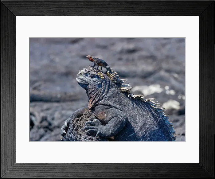 Framed Print : The endemic Galapagos marine iguana (Amblyrhynchus cristatus) with a lava lizard on top of its head, Galapagos, UNESCO World Heritage Site, Ecuador, South America