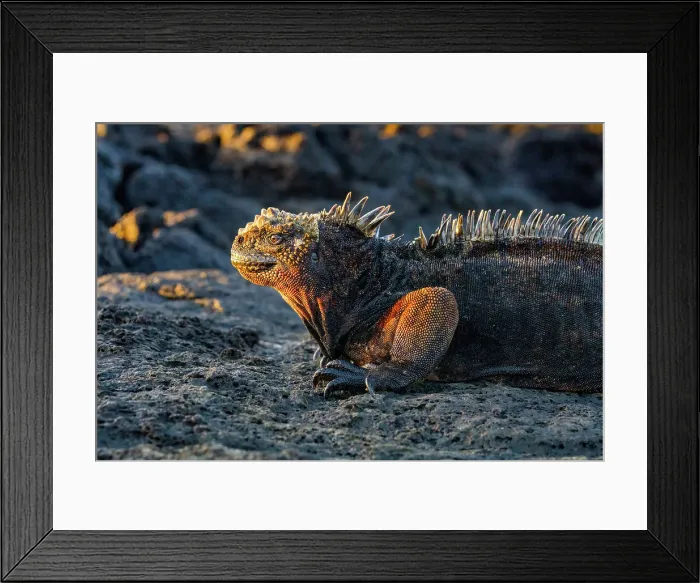 Framed Print : The endemic Galapagos marine iguana (Amblyrhynchus cristatus) in the Galapagos Island Archipelago, UNESCO World Heritage Site, Ecuador, South America Framed Print : The endemic Galapagos marine iguana (Amblyrhynchus cristatus) in the Galapagos Island Archipelago, UNESCO World Heritage Site, Ecuador, South America
