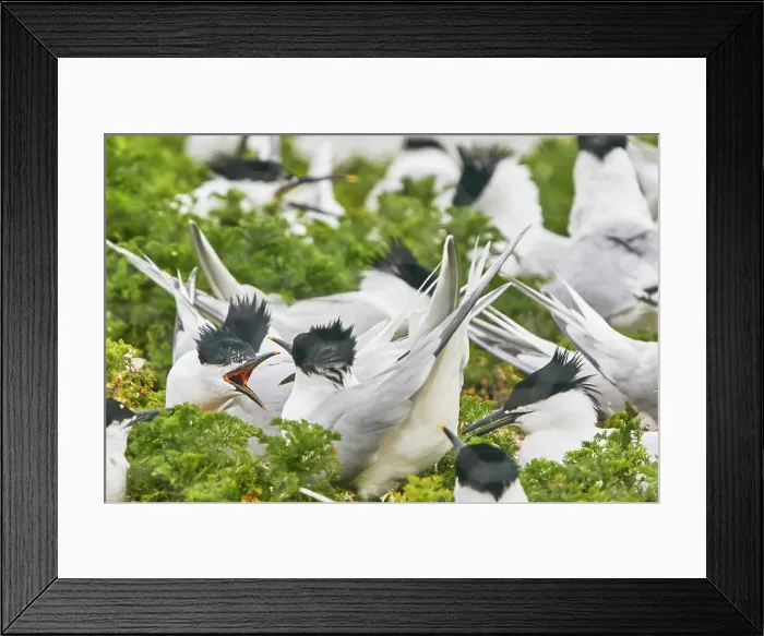 Framed Print : Sandwich Terns (Sterna sandivicensis), in their breeding colony in June, on Brownsea Island, a nature reserve in Poole Harbour, Dorset, England, United Kingdom, Europe Framed Print : Sandwich Terns (Sterna sandivicensis), in their breeding colony in June, on Brownsea Island, a nature reserve in Poole Harbour, Dorset, England, United Kingdom, Europe