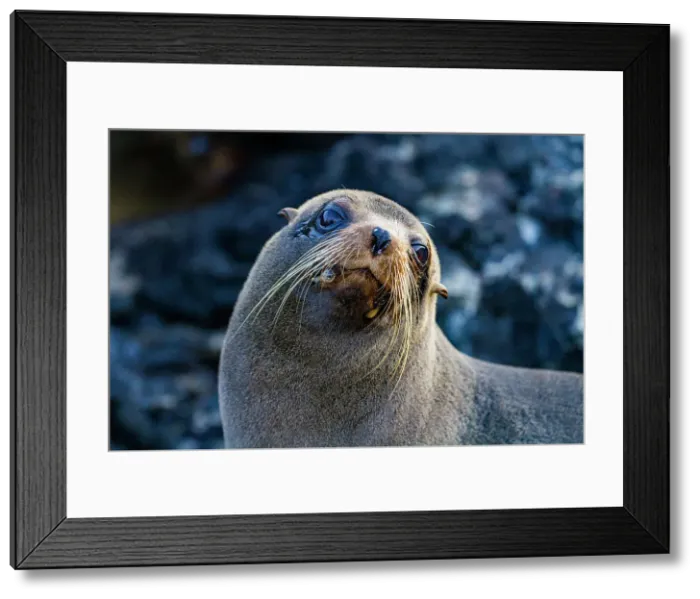 Framed Print : Galapagos fur seal (Arctocephalus galapagoensis) hauled out on lava flow in the Galapagos Islands, UNESCO World Heritage Site, Ecuador, South America Framed Print : Galapagos fur seal (Arctocephalus galapagoensis) hauled out on lava flow in the Galapagos Islands, UNESCO World Heritage Site, Ecuador, South America