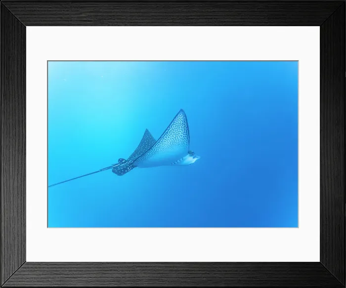 Framed Print : Spotted eagle ray (Aetobatus narinari) underwater at Leon Dormido Island off San Cristobal Island, Galapagos, UNESCO World Heritage Site, Ecuador, South America Framed Print : Spotted eagle ray (Aetobatus narinari) underwater at Leon Dormido Island off San Cristobal Island, Galapagos, UNESCO World Heritage Site, Ecuador, South America