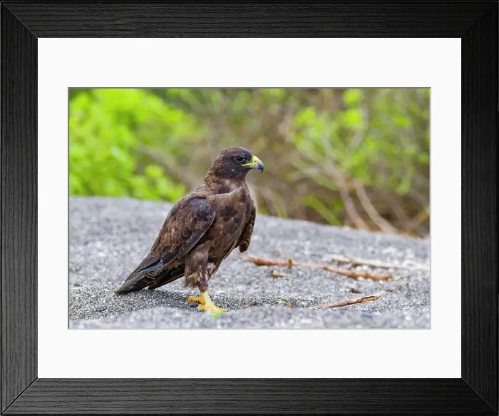 Framed Print : Adult Galapagos hawk (Buteo galapagoensis) in the Galapagos Island Archipelago, UNESCO World Heritage Site, Ecuador, South America Framed Print : Adult Galapagos hawk (Buteo galapagoensis) in the Galapagos Island Archipelago, UNESCO World Heritage Site, Ecuador, South America