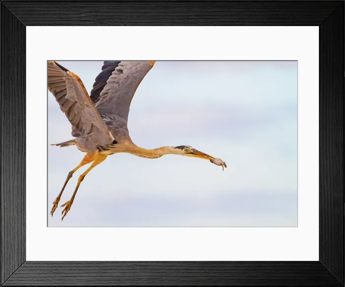 Framed Print : Adult great blue heron (Ardea herodias cognata) feeding on green sea turtle hatchlings, Galapagos Islands, UNESCO World Heritage Site, Ecuador, South America
