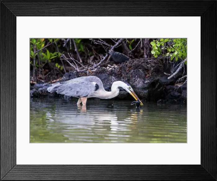 Framed Print : Adult great blue heron (Ardea herodias cognata) feeding on green sea turtle hatchlings, Galapagos Islands, UNESCO World Heritage Site, Ecuador, South America