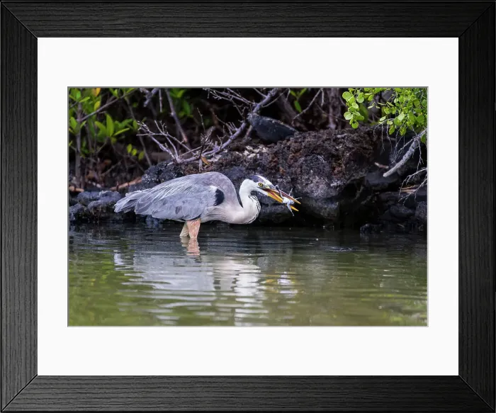 Framed Print : Adult great blue heron (Ardea herodias cognata) feeding on green sea turtle hatchlings, Galapagos Islands, UNESCO World Heritage Site, Ecuador, South America